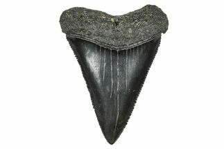 Serrated, Fossil Great White Shark Tooth - South Carolina #375810