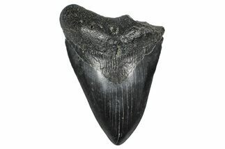 Bargain, Fossil Megalodon Tooth - South Carolina #375816