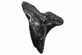 Large, Snaggletooth Shark (Hemipristis) Tooth - South Carolina #375859