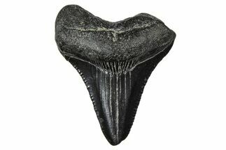 Serrated, Juvenile Megalodon Tooth - South Carolina #375883