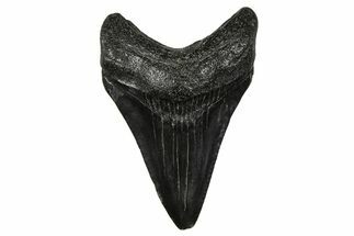 Serrated, Juvenile Megalodon Tooth - South Carolina #375899