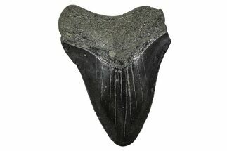 Juvenile Megalodon Tooth - South Carolina #375901
