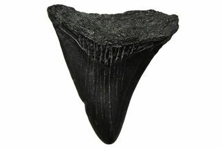 Juvenile Megalodon Tooth - South Carolina #375926