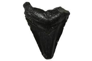 Juvenile Megalodon Tooth - South Carolina #375936