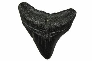Posterior Juvenile Megalodon Tooth - South Carolina #375937