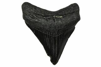 Serrated, Juvenile Megalodon Tooth - South Carolina #375941