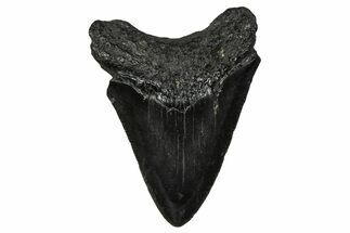 Serrated, Juvenile Megalodon Tooth - South Carolina #375942