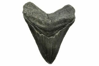Serrated, Fossil Megalodon Tooth - South Carolina #375850