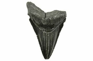 Serrated, Juvenile Megalodon Tooth - South Carolina #375952