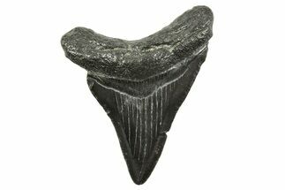 Juvenile Megalodon Tooth - South Carolina #375953