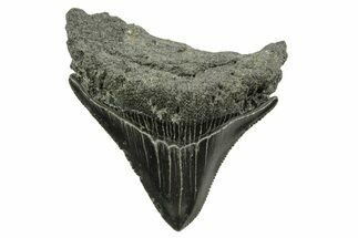Posterior Juvenile Megalodon Tooth - South Carolina #375954