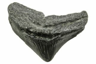 Posterior Juvenile Megalodon Tooth - South Carolina #375955
