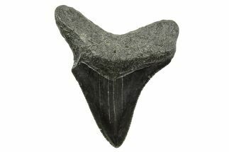 Serrated, Juvenile Megalodon Tooth - South Carolina #375956