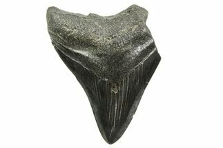 Bargain, Megalodon Tooth - South Carolina #375971