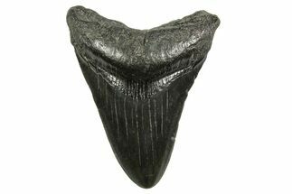 Juvenile Megalodon Tooth - South Carolina #375972