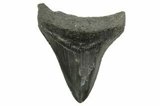 Bargain, Megalodon Tooth - South Carolina #375973