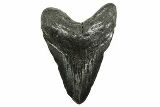 Bargain, Megalodon Tooth - South Carolina #375979