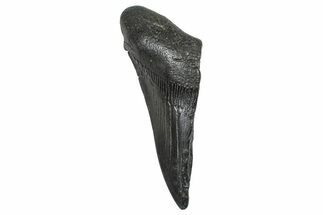 Partial Fossil Megalodon Tooth - Serrated Blade #376019