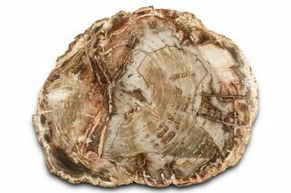 Polished Petrified Wood (Araucaria) Round - Madagascar #376074