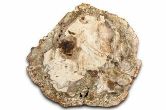 Polished Petrified Wood (Araucaria) Slab - Madagascar #376077
