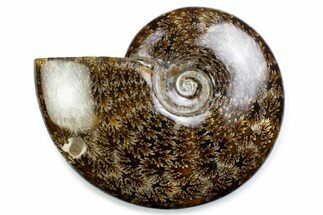 Polished Ammonite (Cleoniceras) Fossil - Madagascar #375982