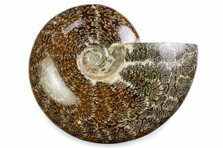 Polished Ammonite (Cleoniceras) Fossil - Madagascar #375989