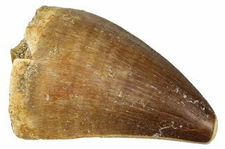 Fossil Mosasaur (Thalassotitan) Tooth - Morocco #374592