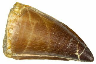 Fossil Mosasaur (Thalassotitan) Tooth - Morocco #374598