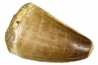 Fossil Mosasaur (Thalassotitan) Tooth - Morocco #374601