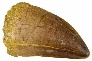 Fossil Mosasaur (Thalassotitan) Tooth - Morocco #374605