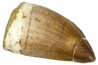 Fossil Mosasaur (Thalassotitan) Tooth - Morocco #374609