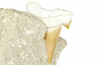Otodus Shark Tooth Fossil in Rock - Morocco #376136