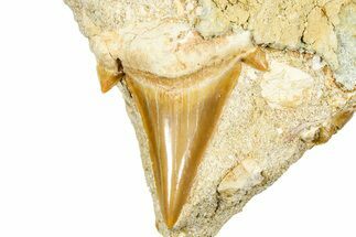 Otodus Shark Tooth Fossil in Rock - Morocco #376144