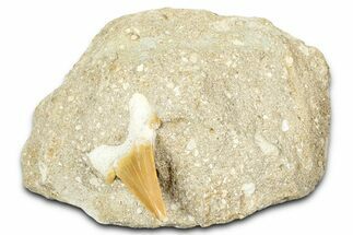 Otodus Shark Tooth Fossil in Rock - Morocco #376157