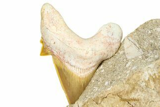 Otodus Shark Tooth Fossil in Rock - Morocco #376173