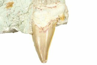 Otodus Shark Tooth Fossil in Rock - Morocco #376175