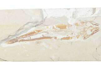 Cretaceous Viper Fish (Prionolepis) - Lebanon #376336