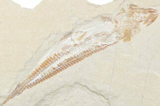 Cretaceous Viper Fish (Prionolepis) - Lebanon #376346