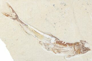 Cretaceous Viper Fish (Prionolepis) - Lebanon #376347