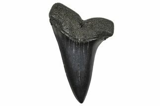 Fossil Broad-Toothed Mako Tooth - South Carolina #374747