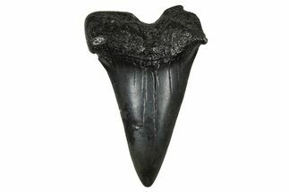 Fossil Broad-Toothed Mako Tooth - South Carolina #374770