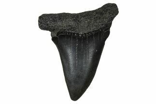 Fossil Broad-Toothed Mako Tooth - South Carolina #374773