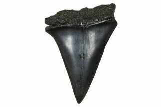Fossil Broad-Toothed Mako Tooth - South Carolina #374774