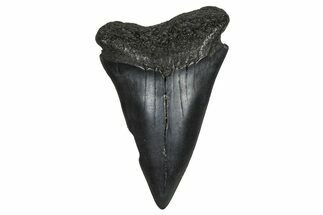 Fossil Broad-Toothed Mako Tooth - South Carolina #374787