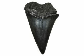 Fossil Broad-Toothed Mako Tooth - South Carolina #374794