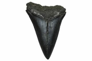Fossil Broad-Toothed Mako Tooth - South Carolina #374796