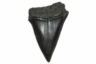 Fossil Broad-Toothed Mako Tooth - South Carolina #374798