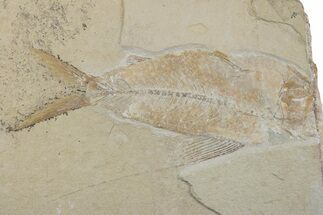 Cretaceous Fossil Fish (Nematonotus) - Hjoula, Lebanon #376360