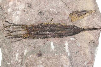 Fossil Eocrinoid (Ascocystites) - El Kaid Rami, Morocco #376552
