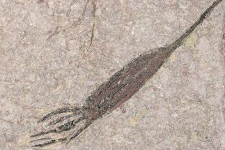 Fossil Eocrinoid (Ascocystites) - El Kaid Rami, Morocco #376568